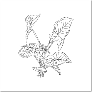 Arrowhead inddor house plant lineart Posters and Art
